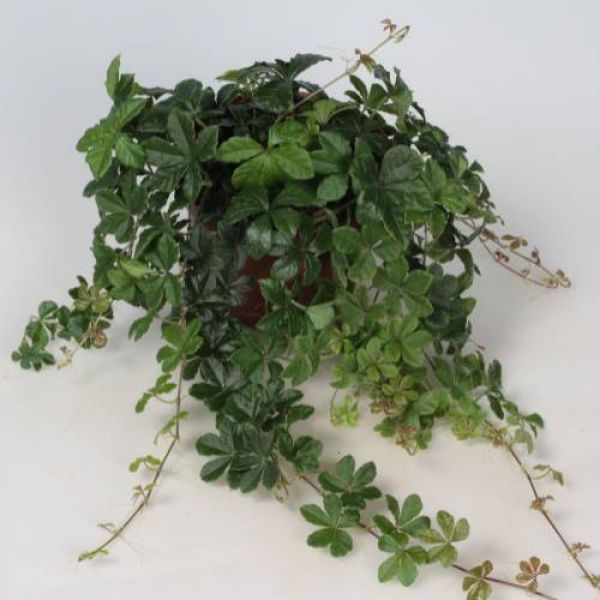 CISSUS STRIATA