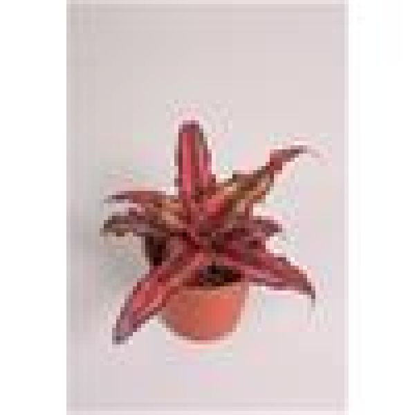 CRYPTANTHUS RED STAR