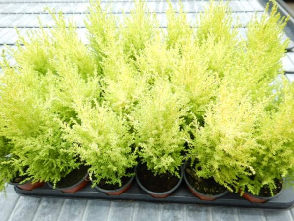 CUPRESSUS GOLDCREST WILMA
