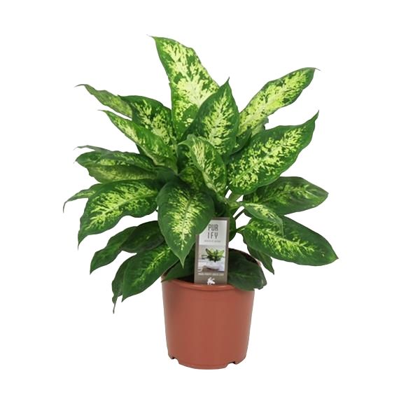 DIEFFENBACHIA COMPACTA