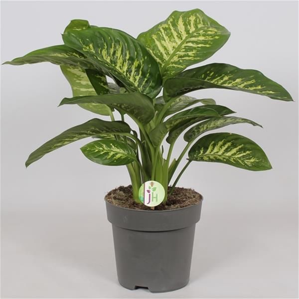 DIEFFENBACHIA SEGUINE REEVA