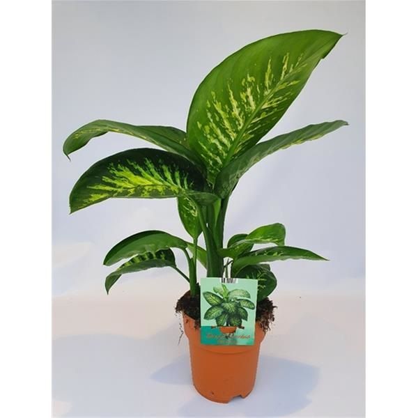 DIEFFENBACHIA TROPIC SNOW