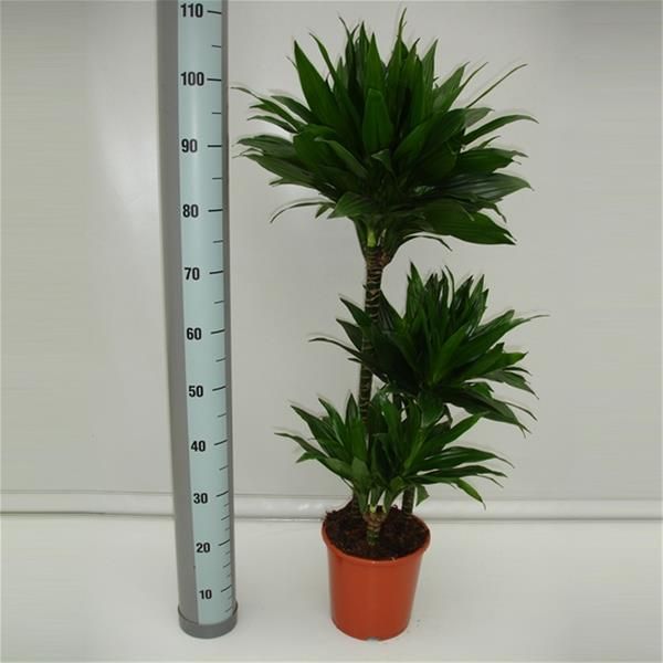 DRACAENA GREEN JEWEL