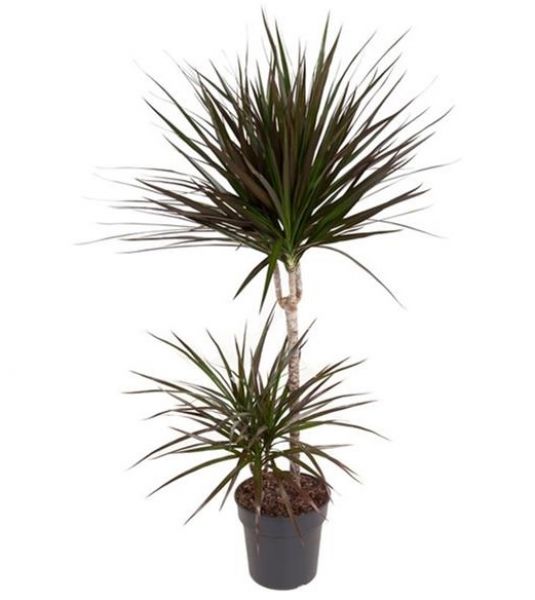 DRACAENA MAGENTA