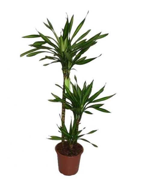DRACAENA RICKI