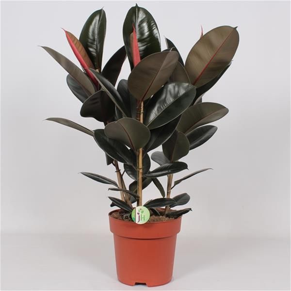 FICUS ABIDJAN