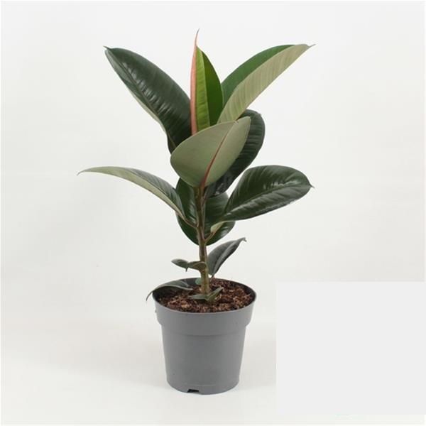 FICUS ELASTICA ROBUSTA