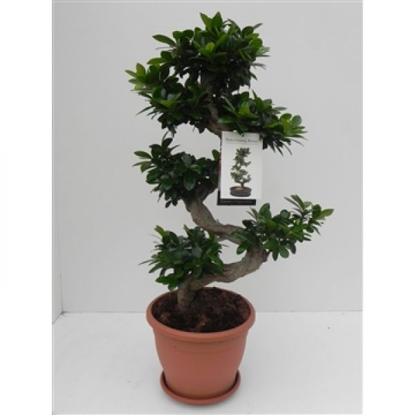 FICUS GINSENG