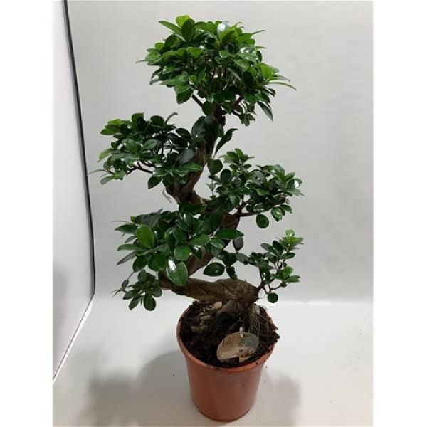 FICUS MICROCARPA GINSENG