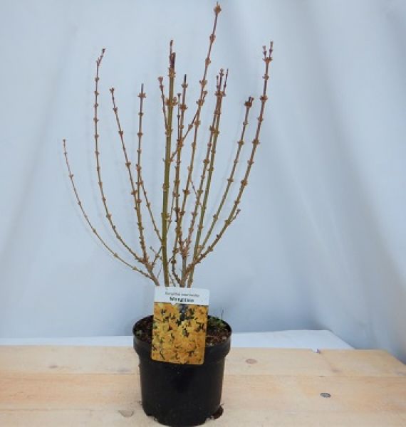 FORSYTHIA INTERMEDIA