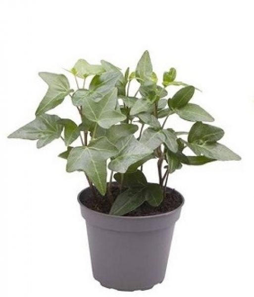 HEDERA