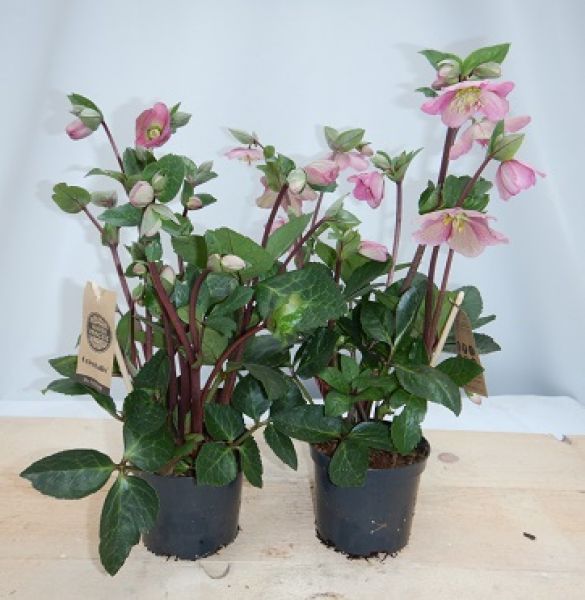 HELLEBORUS ORIENTALIS RED