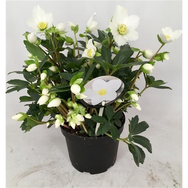 HELLEBORUS VALENTINE DARLING