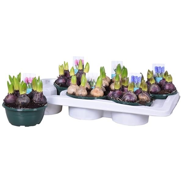HYACINTHUS MIX