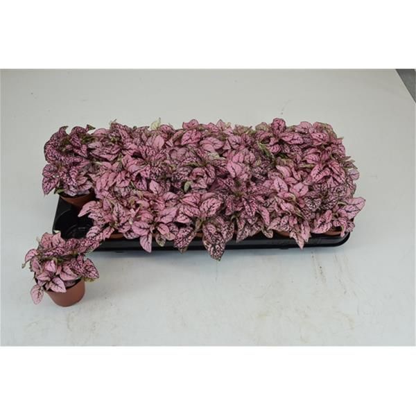 HYPOESTES