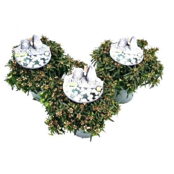 IBERIS SEMPERVIRENS