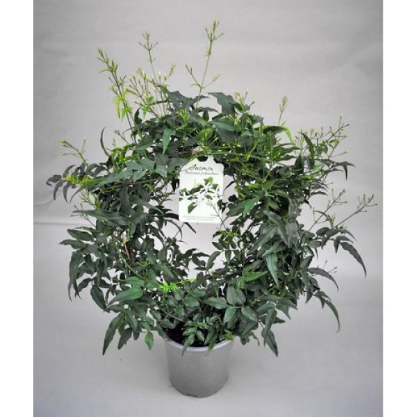 JASMINUM POLYANTHUM ARCEAU