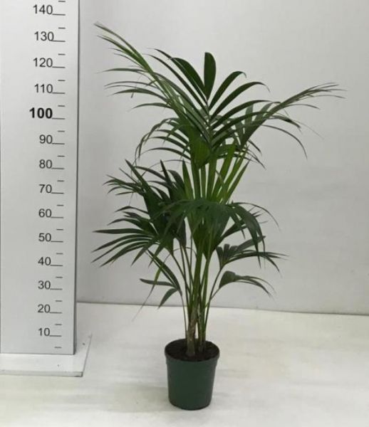 KENTIA