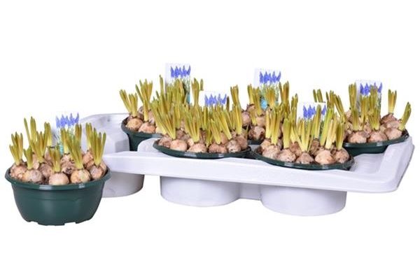 MUSCARI ARMENIACUM