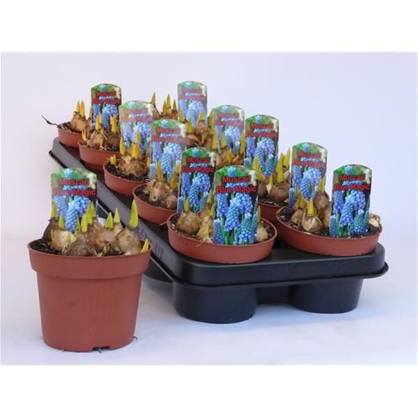 MUSCARI BLUE MAGIC