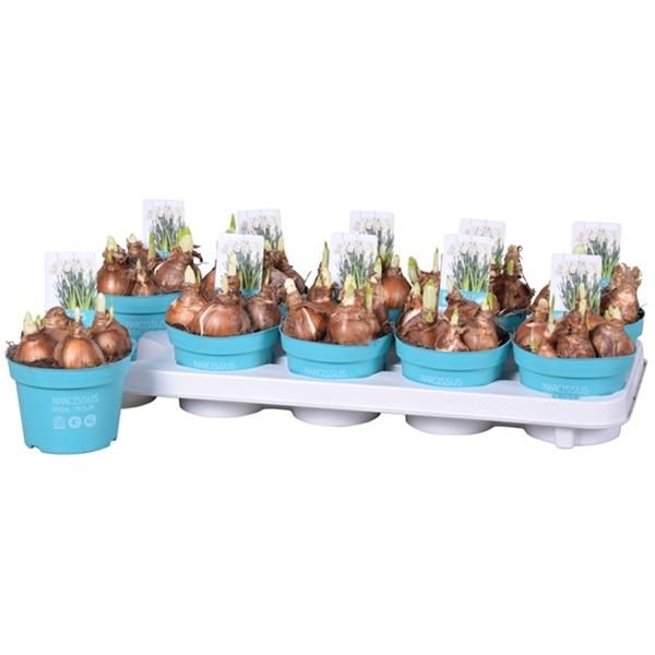 NARCISSUS BRIDEL CROWN