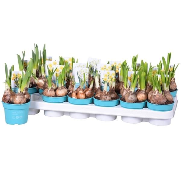 NARCISSUS MIX