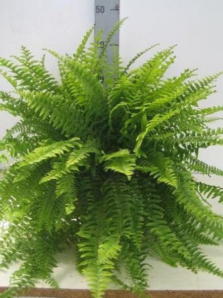 NEPHROLEPIS BOSTON