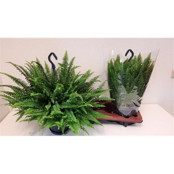 NEPHROLEPIS GREEN LADY