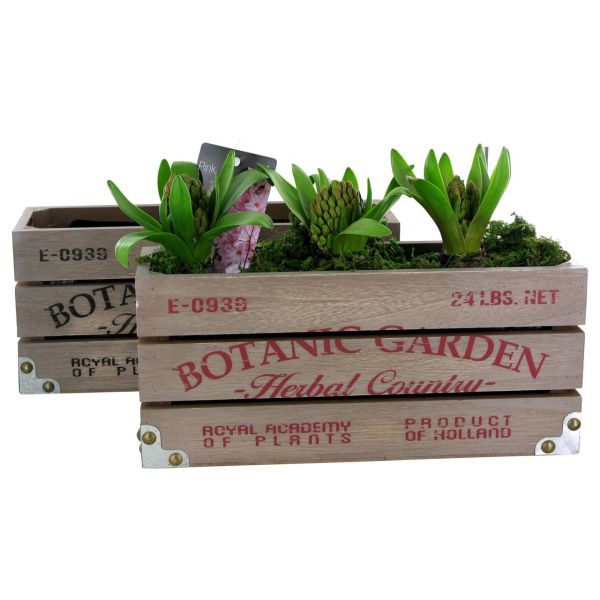 O-HYACINTHUS - BOTANIC 3907