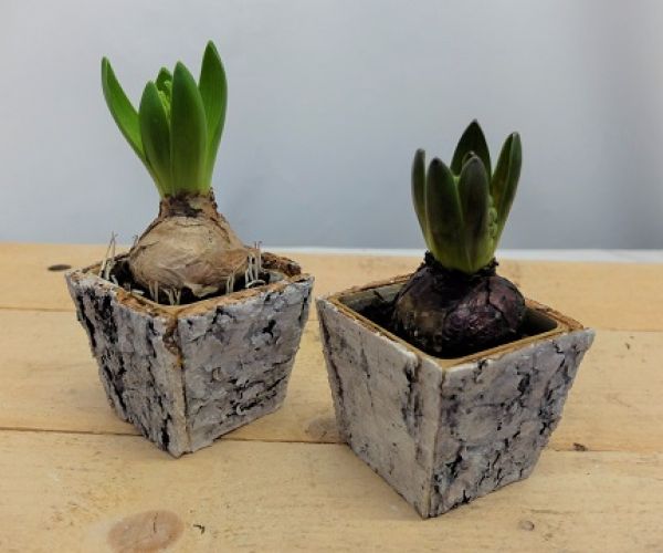 O-HYACINTHUS BOULEAU CARRE