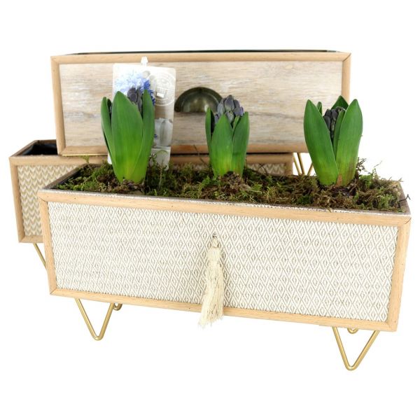 O-HYACINTHUS - CAISSETTE BERLIN 3807