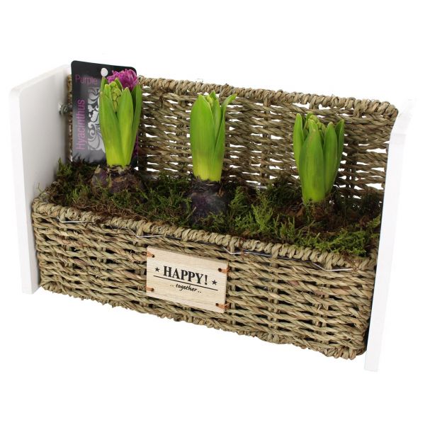 O-HYACINTHUS - CORBEILLE HAPPY 3943