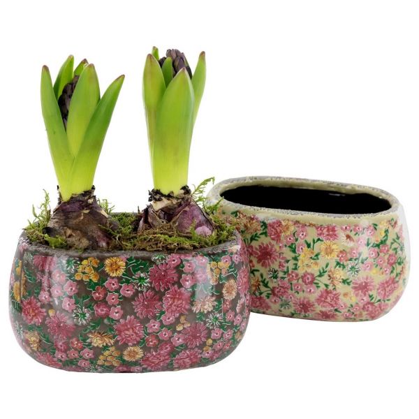 O-HYACINTHUS - LATE FASHION 2603