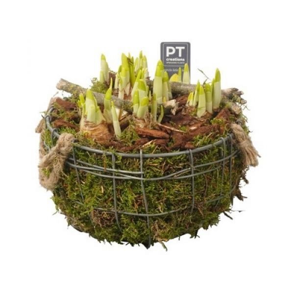 O-NARCISSUS - ARRANGEMENT PTNB 2374