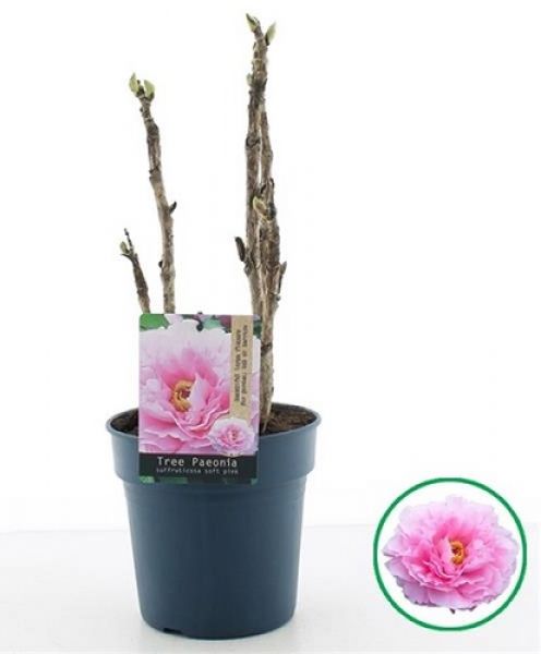 PAEONIA SUFFRUTICOSA