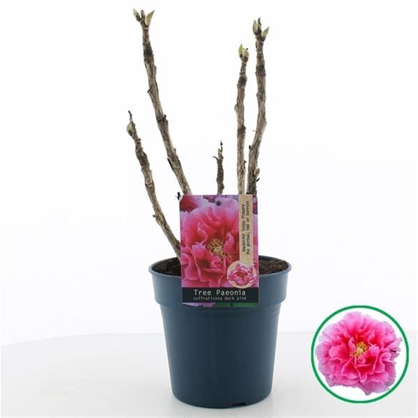 PAEONIA SUFFRUTICOSA