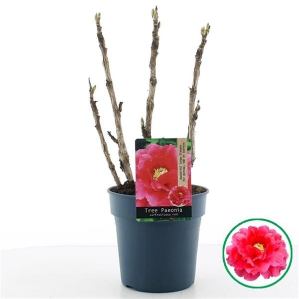 PAEONIA SUFFRUTICOSA