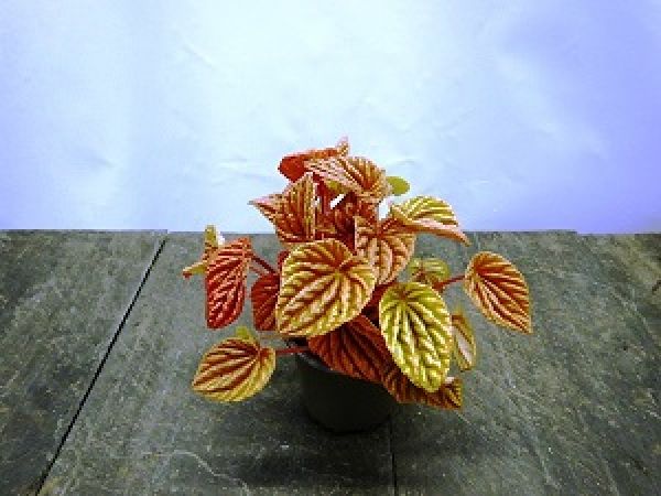 PEPEROMIA QUITO