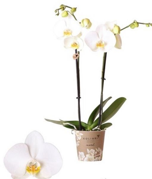 PHALAENOPSIS BLANC XL