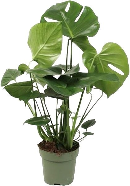 PHILODENDRON MONSTERA
