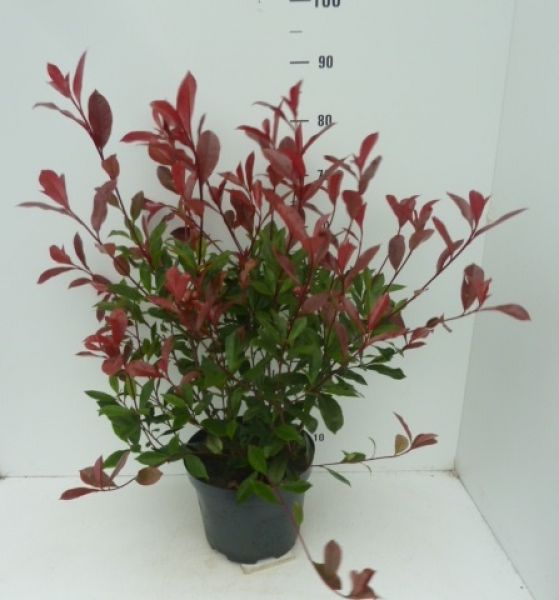 PHOTINIA FR.CARRE ROUGE