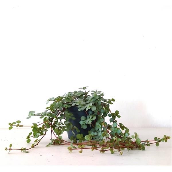 PILEA GLAUCOPHILA