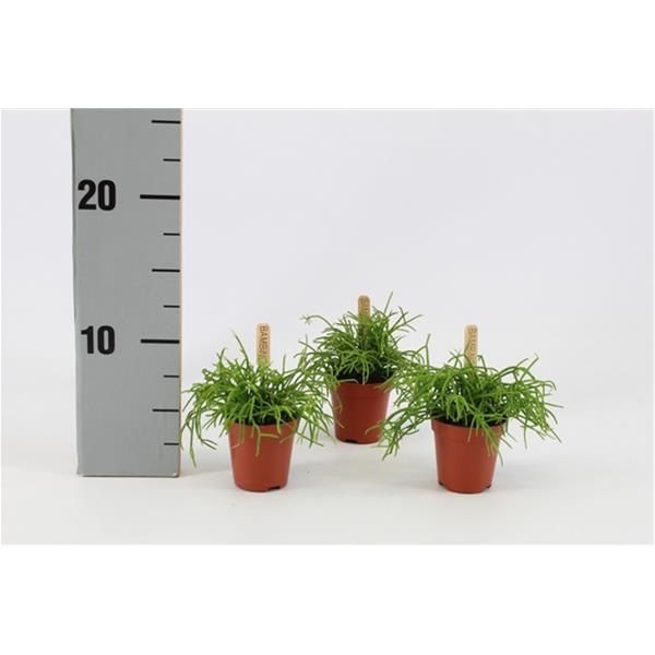 RHIPSALIS CASSUTTA
