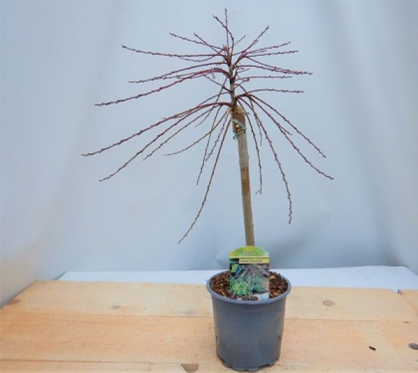 SALIX REPENS ARMANDO