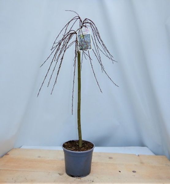 SALIX REPENS ARMANDO