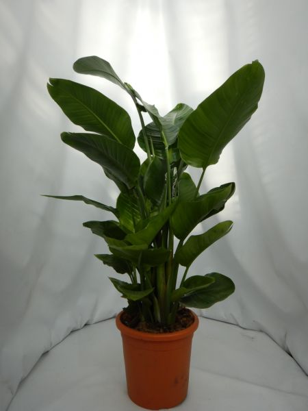 STRELITZIA AUGUSTA