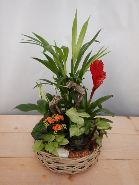 TERRINE JARDIN N0 1
