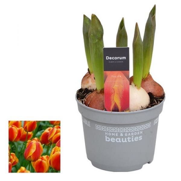 TULIPA FLAIR