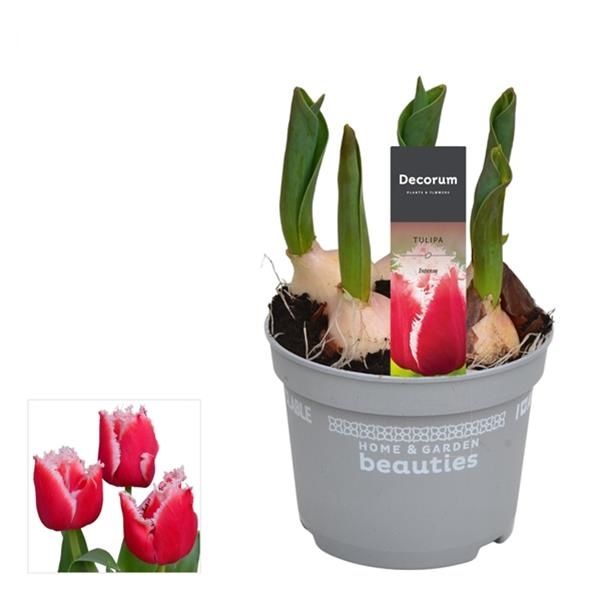 TULIPA INTENSE