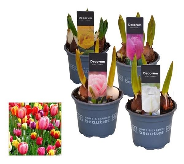 TULIPA MIX